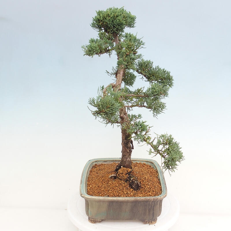 Outdoor-Bonsai - Juniperus chinensis Kishu - Chinesischer Wacholder