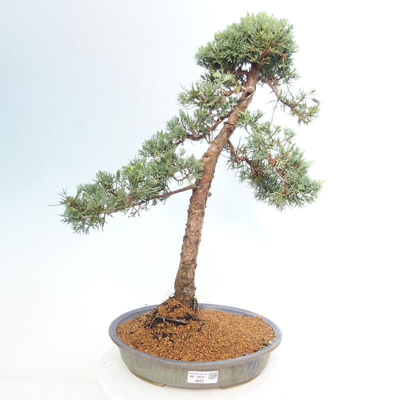 Outdoor-Bonsai - Juniperus chinensis Kishu - Chinesischer Wacholder