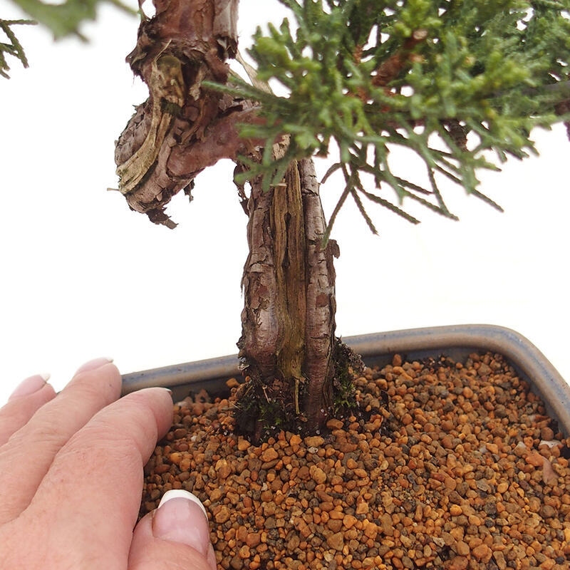 Outdoor-Bonsai - Juniperus chinensis Kishu - Chinesischer Wacholder