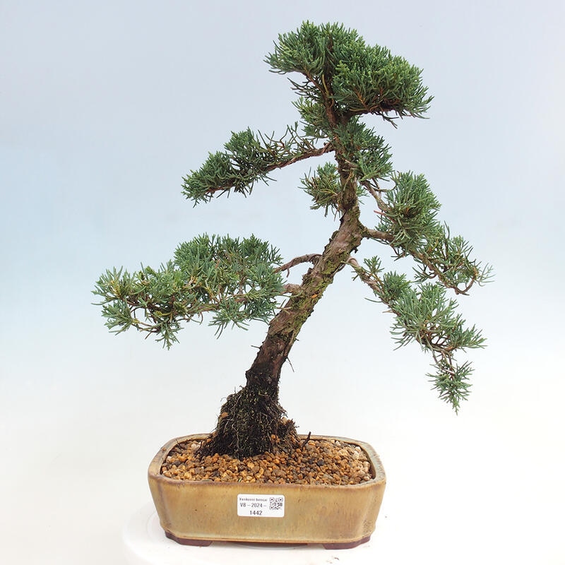 Outdoor-Bonsai - Juniperus chinensis Kishu - Chinesischer Wacholder