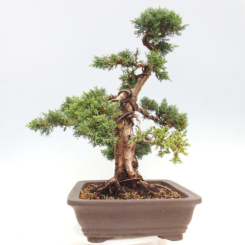 Outdoor-Bonsai - Juniperus chinensis Kishu - Chinesischer Wacholder