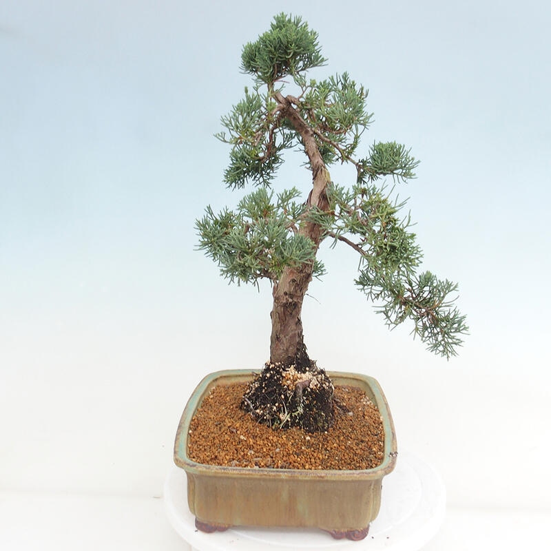 Outdoor-Bonsai - Juniperus chinensis Kishu - Chinesischer Wacholder