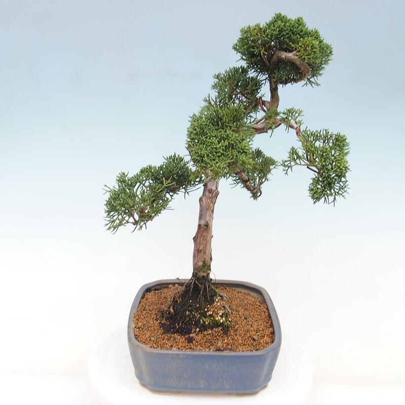 Outdoor-Bonsai - Juniperus chinensis Kishu - Chinesischer Wacholder