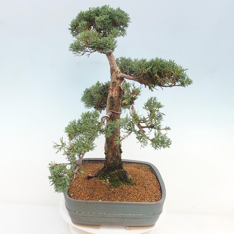 Outdoor-Bonsai - Juniperus chinensis Kishu - Chinesischer Wacholder