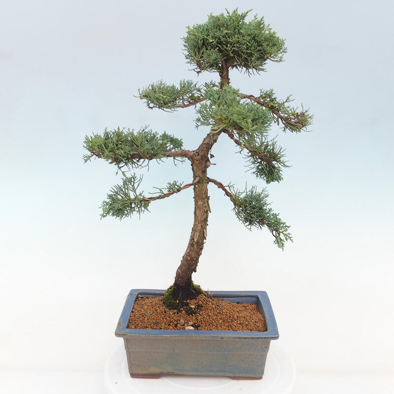 Outdoor-Bonsai - Juniperus chinensis Kishu - Chinesischer Wacholder