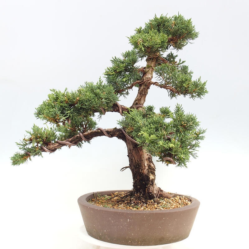 Outdoor-Bonsai - Juniperus chinensis Kishu - Chinesischer Wacholder