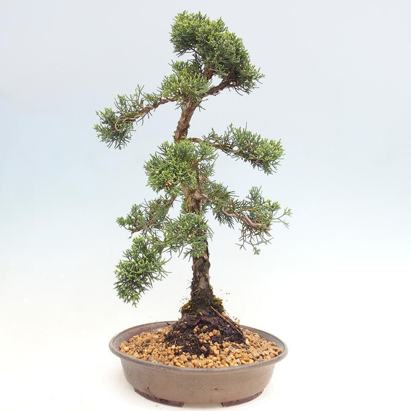 Outdoor-Bonsai - Juniperus chinensis Kishu - Chinesischer Wacholder