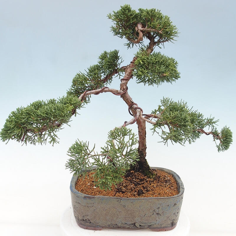 Outdoor-Bonsai - Juniperus chinensis Kishu - Chinesischer Wacholder