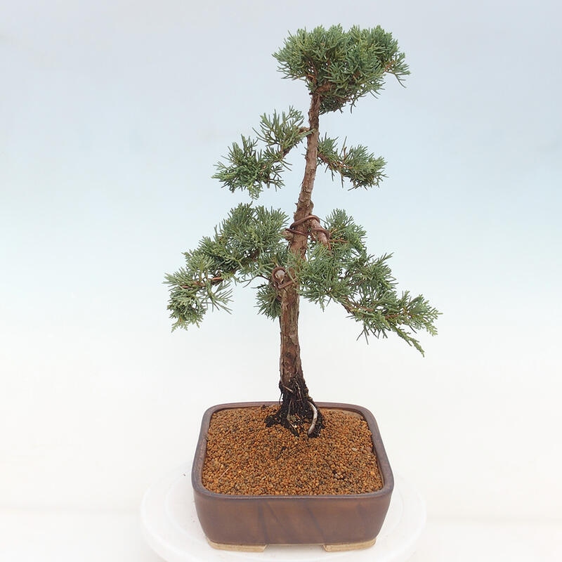 Outdoor-Bonsai - Juniperus chinensis Kishu - Chinesischer Wacholder