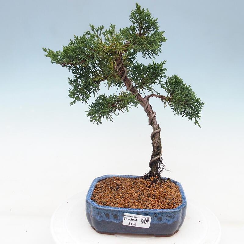 Bonsai im Freien - Juniperus chinensis Kishu - Chinesischer Wacholder