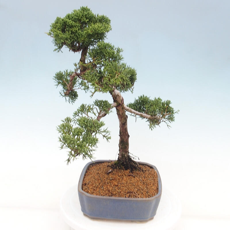 Outdoor-Bonsai - Juniperus chinensis Kishu - Chinesischer Wacholder