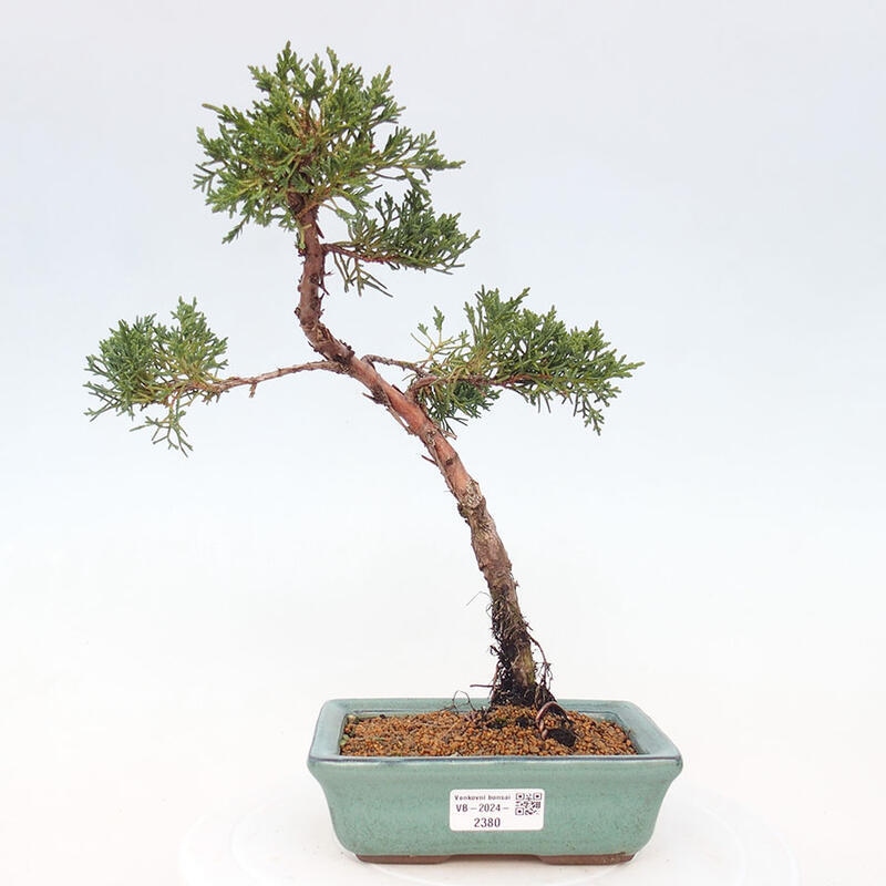 Bonsai im Freien - Juniperus chinensis Kishu - Chinesischer Wacholder