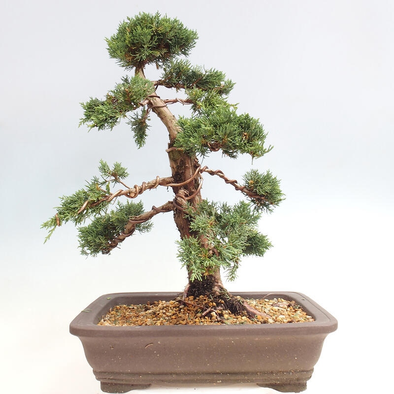 Outdoor-Bonsai - Juniperus chinensis Kishu - Chinesischer Wacholder