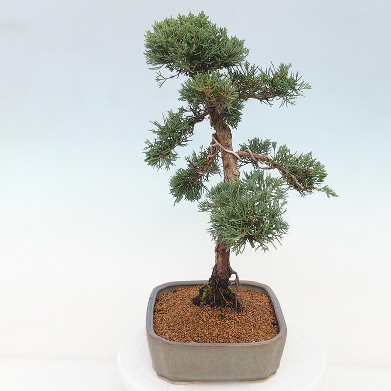 Outdoor-Bonsai - Juniperus chinensis Kishu - Chinesischer Wacholder