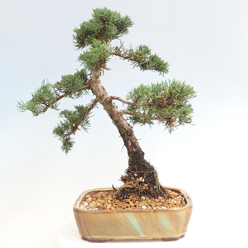 Outdoor-Bonsai - Juniperus chinensis Kishu - Chinesischer Wacholder