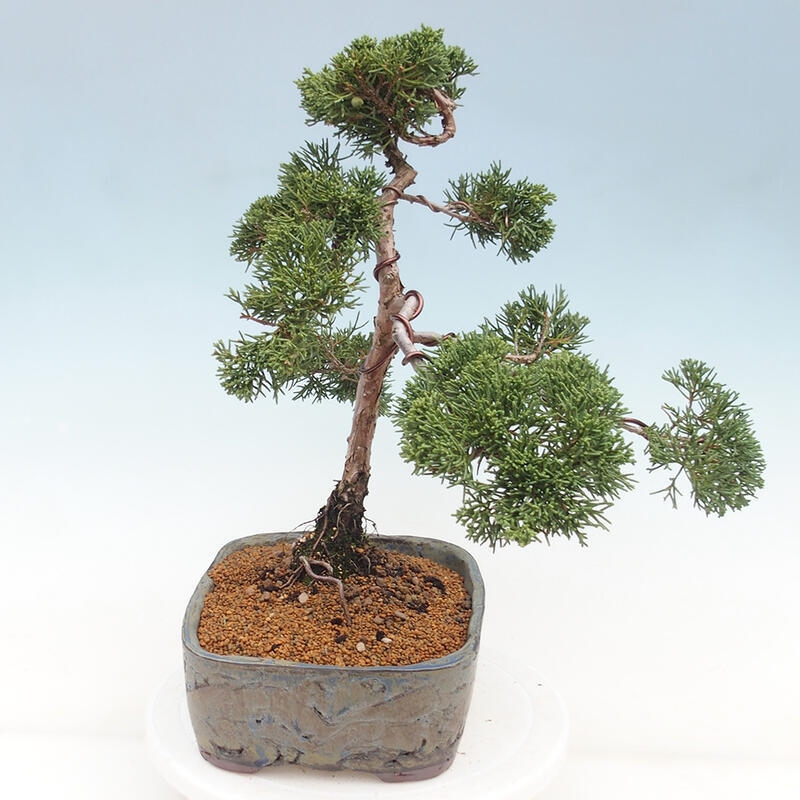 Outdoor-Bonsai - Juniperus chinensis Kishu - Chinesischer Wacholder