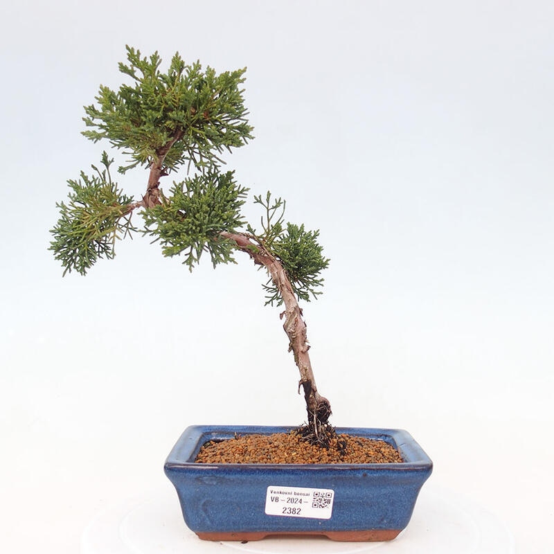 Bonsai im Freien - Juniperus chinensis Kishu - Chinesischer Wacholder