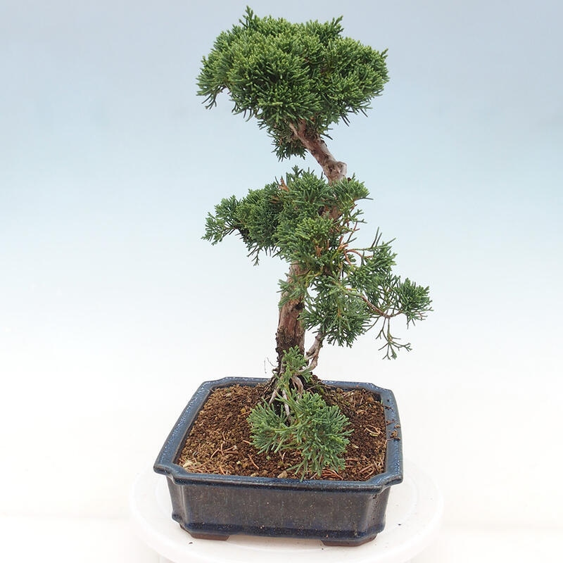 Outdoor-Bonsai - Juniperus chinensis Kishu - Chinesischer Wacholder