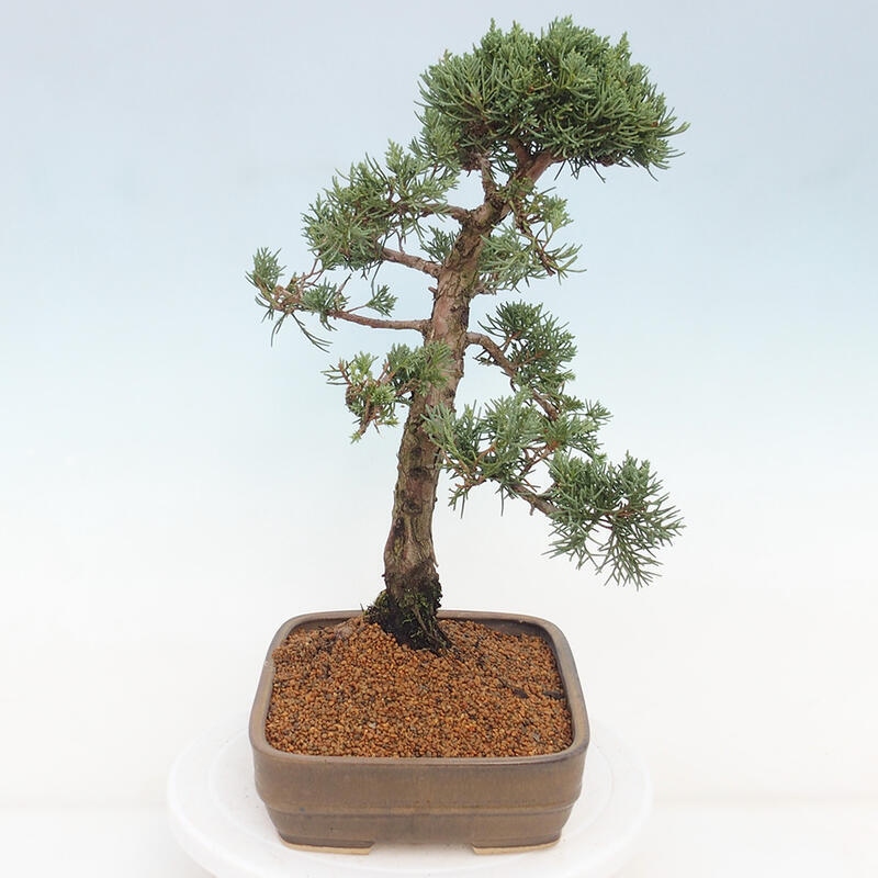 Outdoor-Bonsai - Juniperus chinensis Kishu - Chinesischer Wacholder