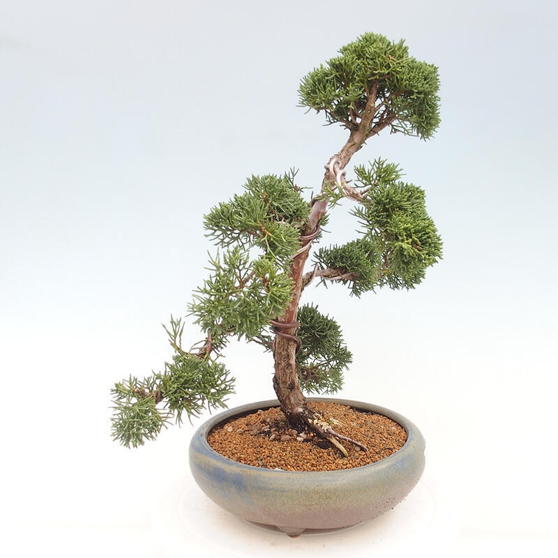 Outdoor-Bonsai - Juniperus chinensis Kishu - Chinesischer Wacholder