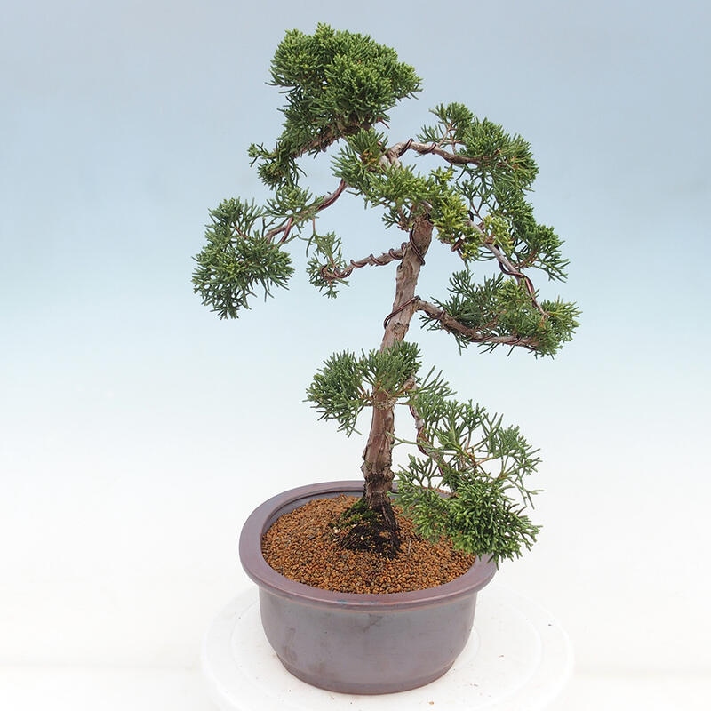 Outdoor-Bonsai - Juniperus chinensis Kishu - Chinesischer Wacholder