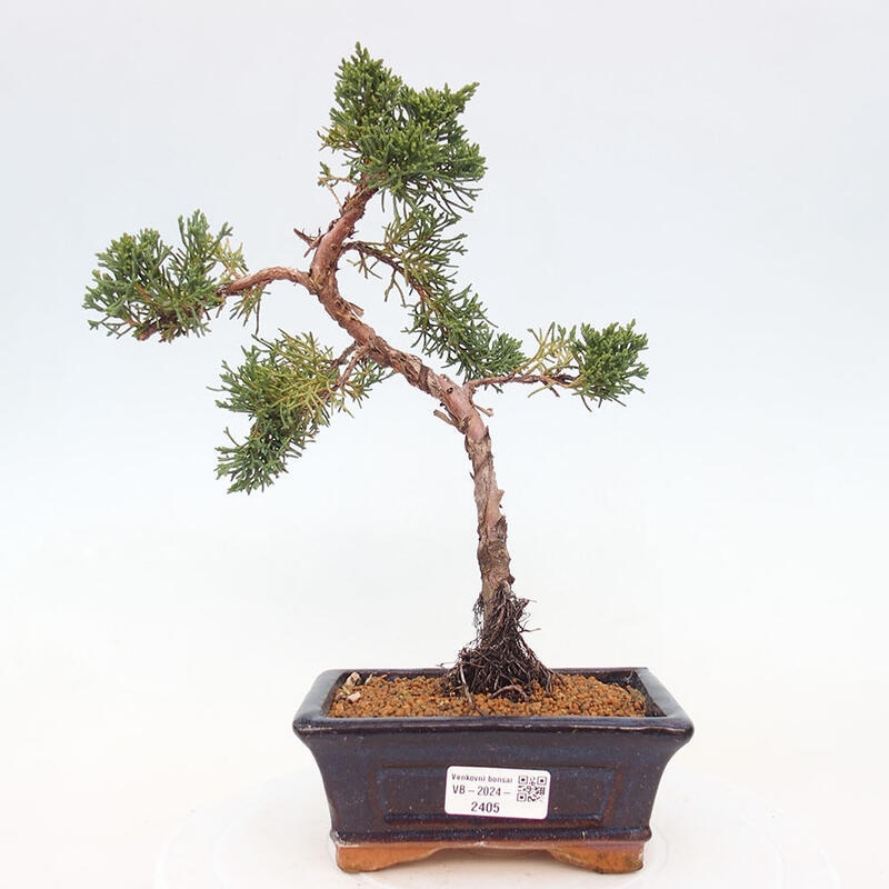 Bonsai im Freien - Juniperus chinensis Kishu - Chinesischer Wacholder