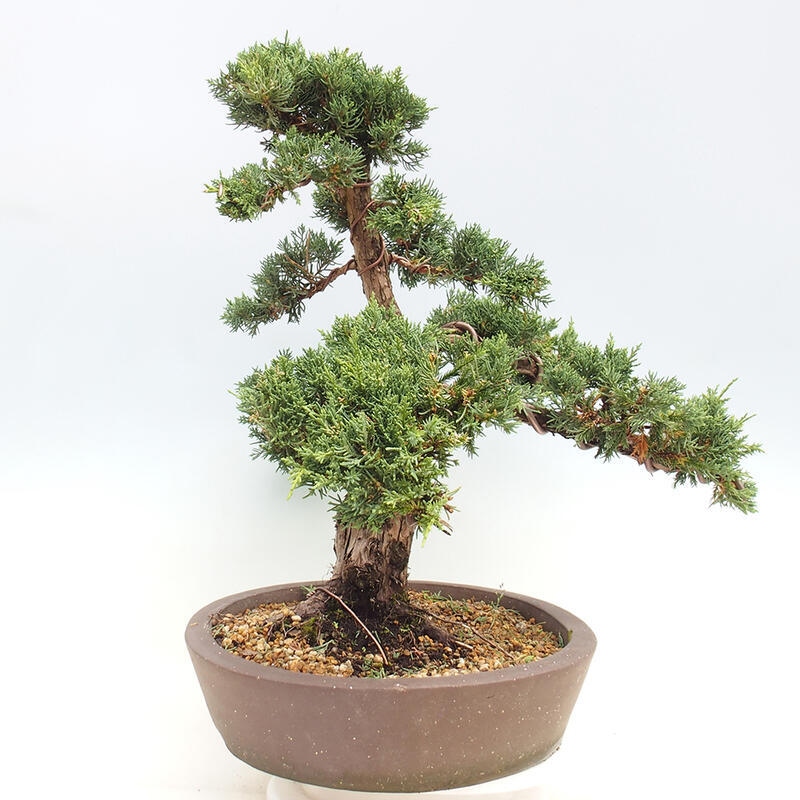 Outdoor-Bonsai - Juniperus chinensis Kishu - Chinesischer Wacholder