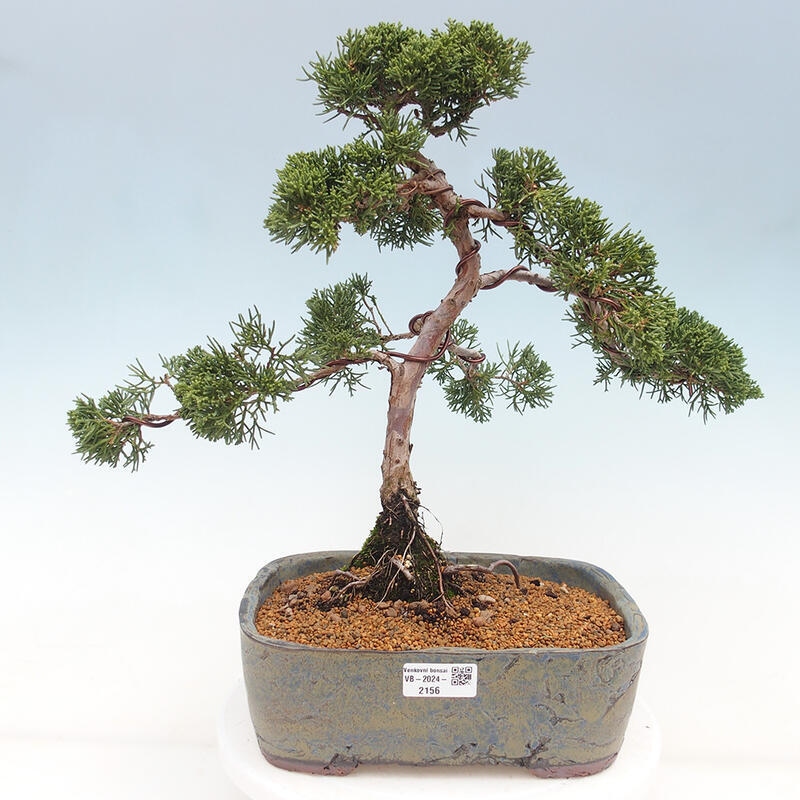 Outdoor-Bonsai - Juniperus chinensis Kishu - Chinesischer Wacholder