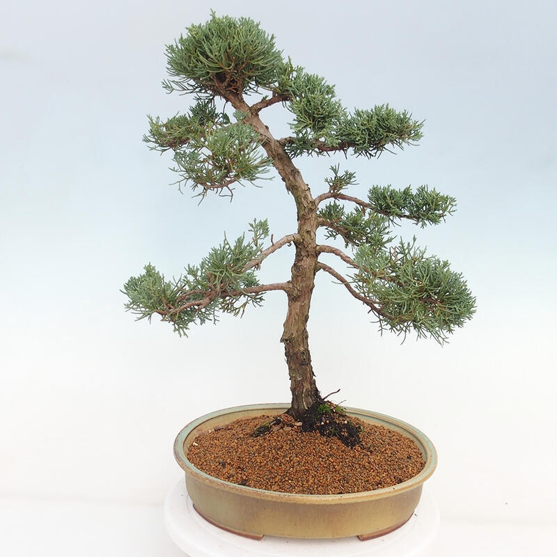 Outdoor-Bonsai - Juniperus chinensis Kishu - Chinesischer Wacholder