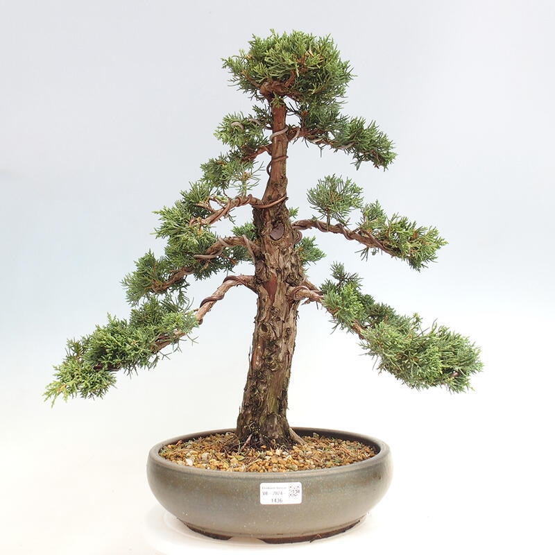 Outdoor-Bonsai - Juniperus chinensis Kishu - Chinesischer Wacholder