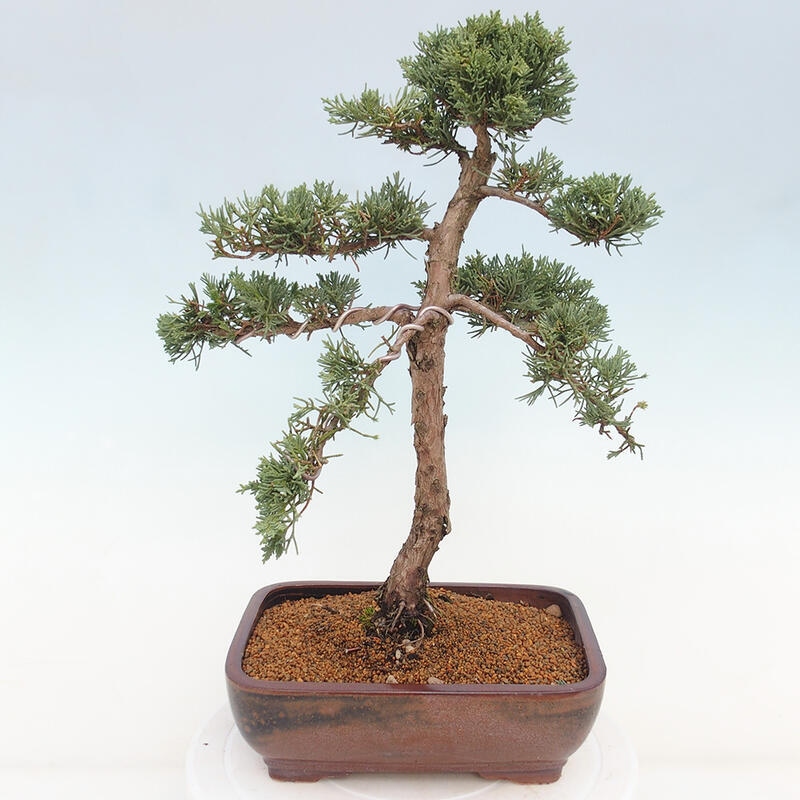 Outdoor-Bonsai - Juniperus chinensis Kishu - Chinesischer Wacholder