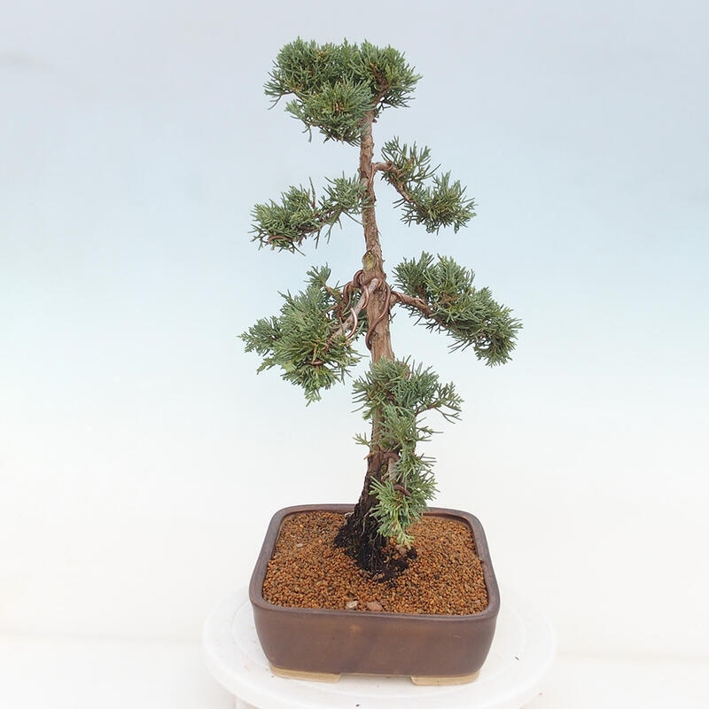 Outdoor-Bonsai - Juniperus chinensis Kishu - Chinesischer Wacholder