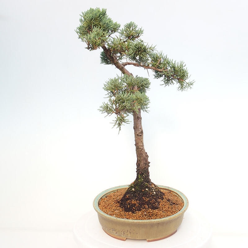 Outdoor-Bonsai - Juniperus chinensis Kishu - Chinesischer Wacholder