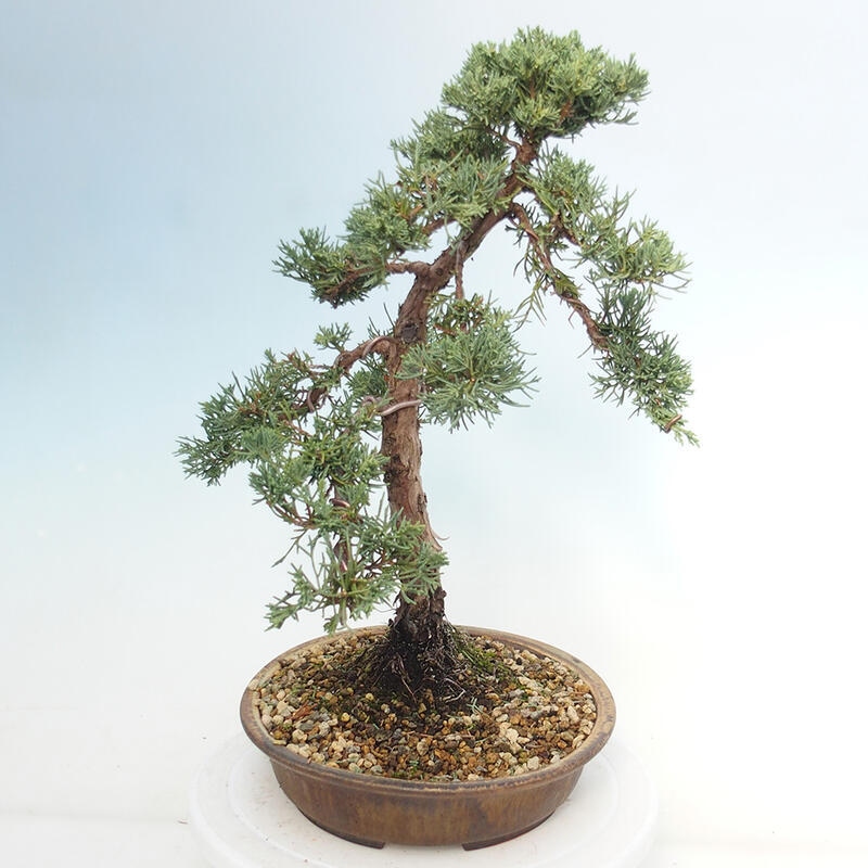 Outdoor-Bonsai - Juniperus chinensis Kishu - Chinesischer Wacholder