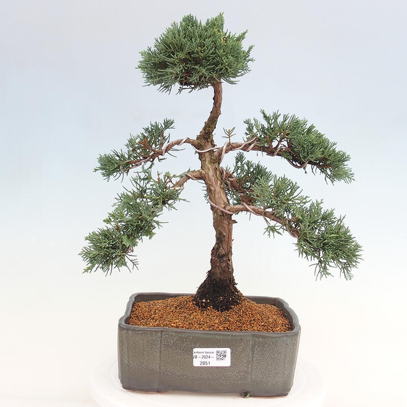 Outdoor-Bonsai - Juniperus chinensis Kishu - Chinesischer Wacholder