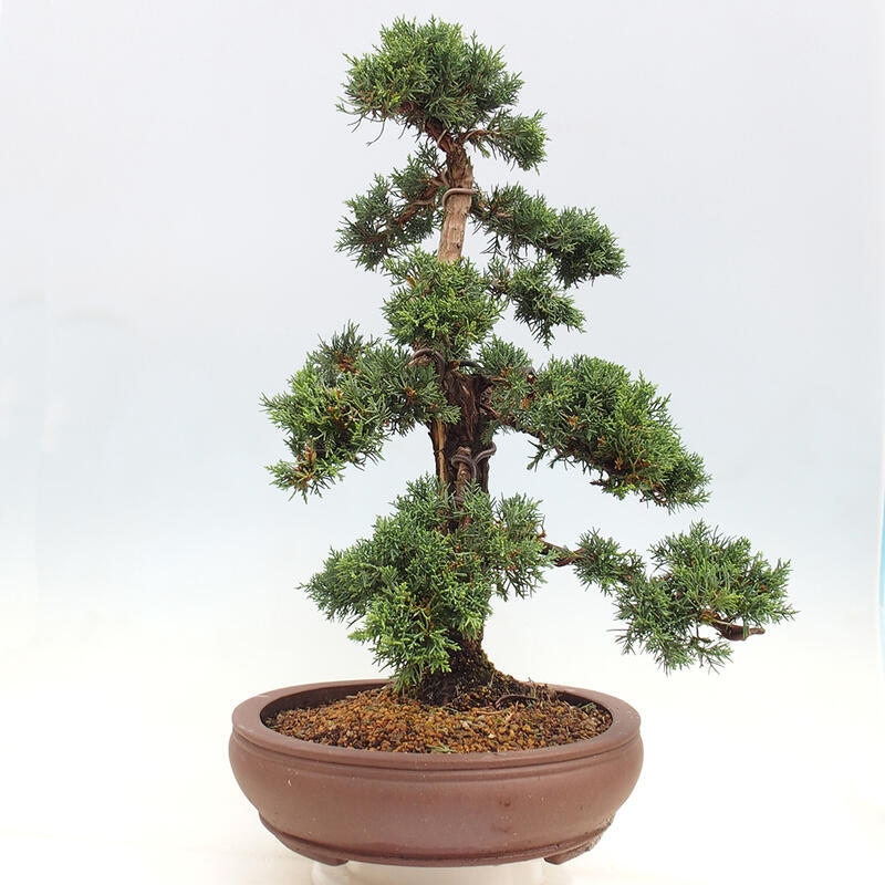 Outdoor-Bonsai - Juniperus chinensis Kishu - Chinesischer Wacholder