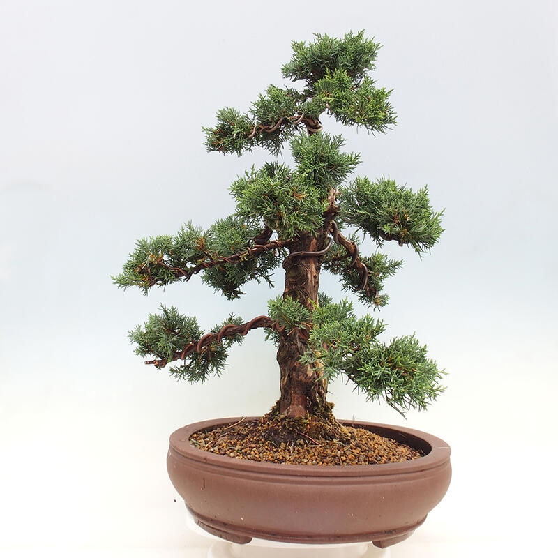 Outdoor-Bonsai - Juniperus chinensis Kishu - Chinesischer Wacholder