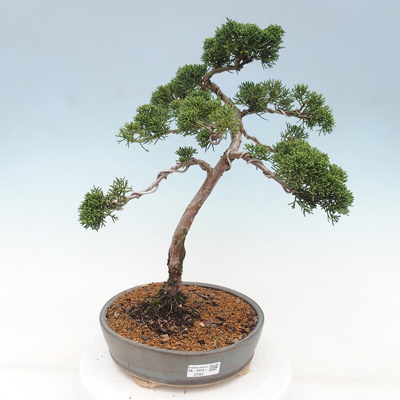 Outdoor-Bonsai - Juniperus chinensis Kishu - Chinesischer Wacholder