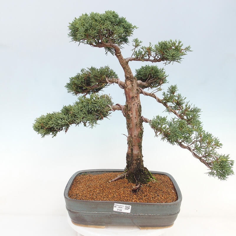 Outdoor-Bonsai - Juniperus chinensis Kishu - Chinesischer Wacholder