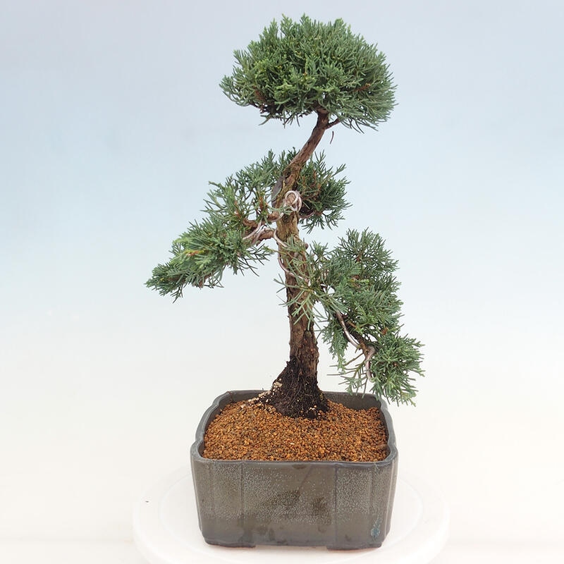 Outdoor-Bonsai - Juniperus chinensis Kishu - Chinesischer Wacholder