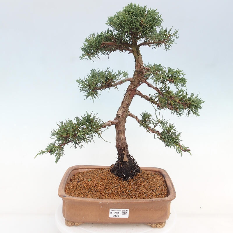 Outdoor-Bonsai - Juniperus chinensis Kishu - Chinesischer Wacholder