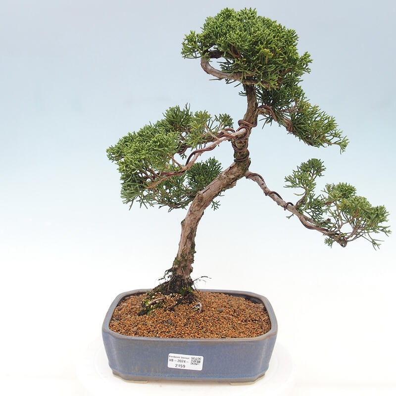 Outdoor-Bonsai - Juniperus chinensis Kishu - Chinesischer Wacholder