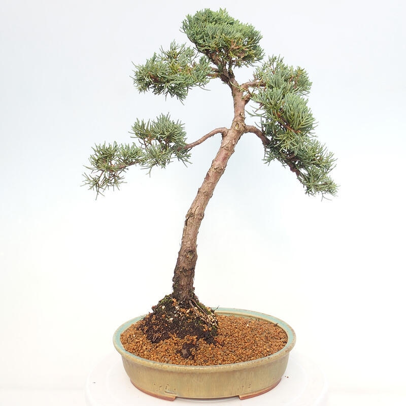 Outdoor-Bonsai - Juniperus chinensis Kishu - Chinesischer Wacholder