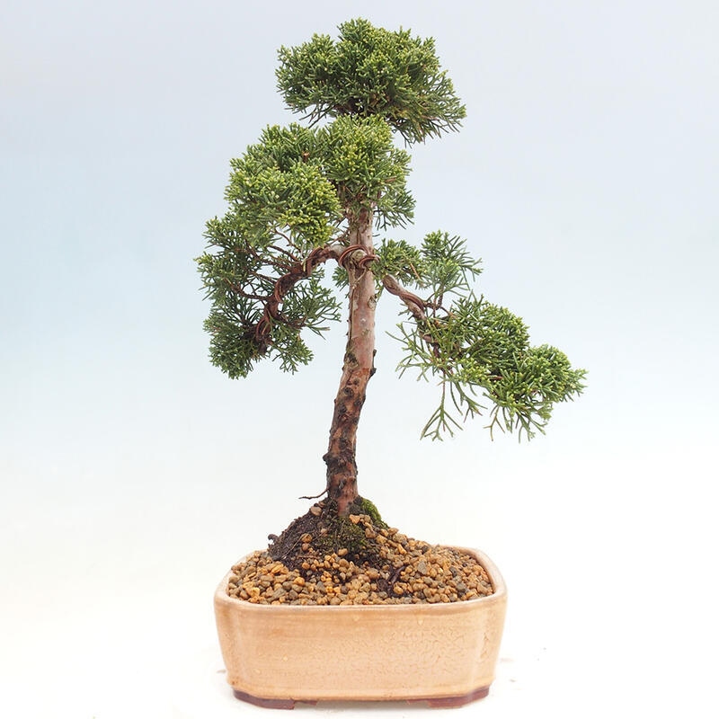 Outdoor-Bonsai - Juniperus chinensis Kishu - Chinesischer Wacholder