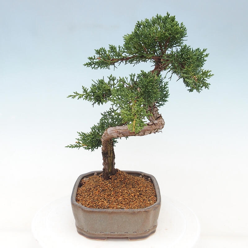 Outdoor-Bonsai - Juniperus chinensis Kishu - Chinesischer Wacholder