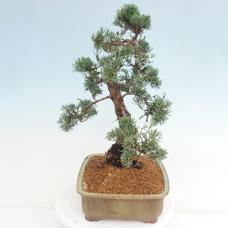 Outdoor-Bonsai - Juniperus chinensis Kishu - Chinesischer Wacholder