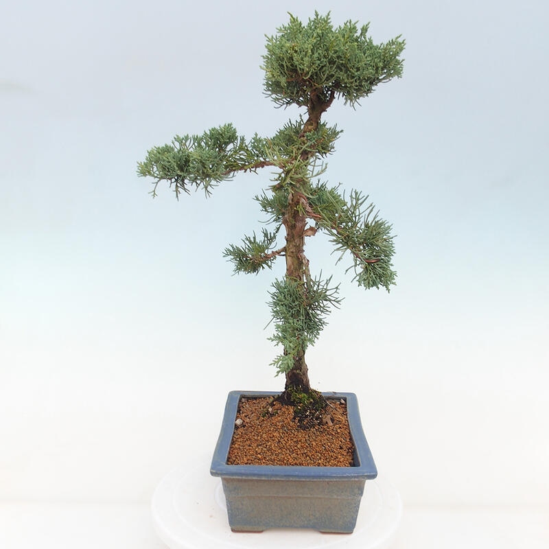 Outdoor-Bonsai - Juniperus chinensis Kishu - Chinesischer Wacholder