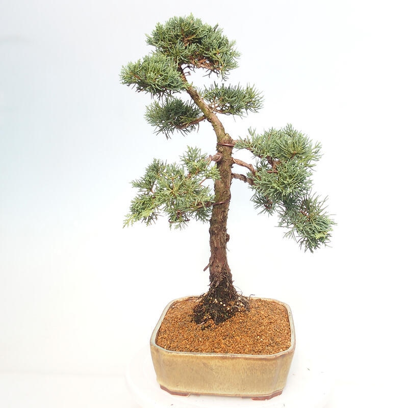 Outdoor-Bonsai - Juniperus chinensis Kishu - Chinesischer Wacholder