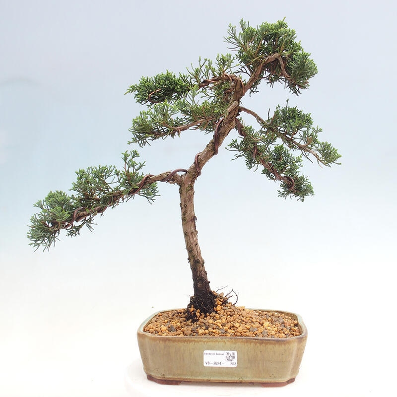 Outdoor-Bonsai - Juniperus chinensis Kishu - Chinesischer Wacholder