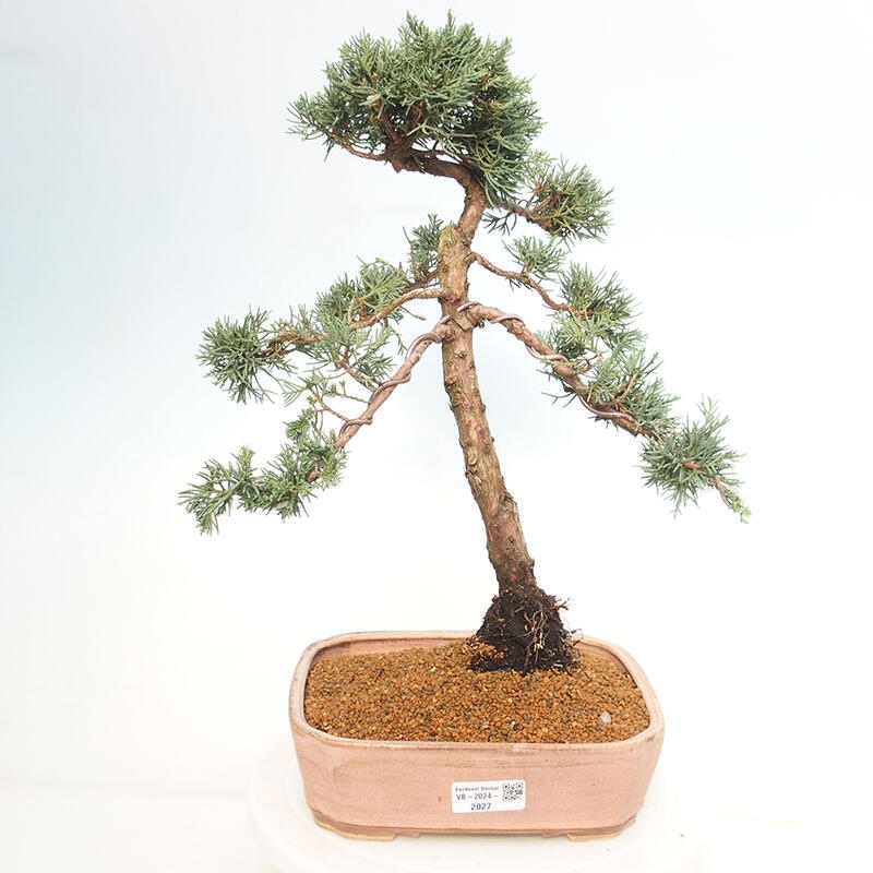 Outdoor-Bonsai - Juniperus chinensis Kishu - Chinesischer Wacholder